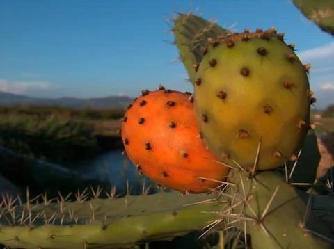 Prickly pear Stock Photos