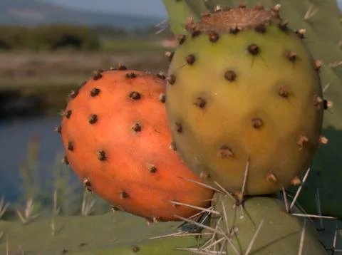 Prickly pear Stock Photos