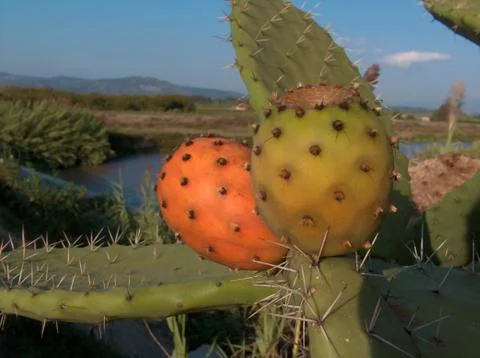 Prickly pear Stock Photos
