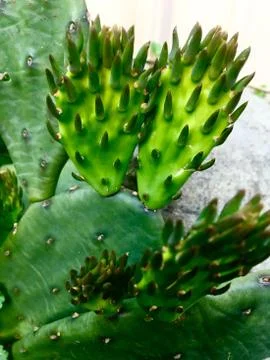 Prickly pear Stock Photos