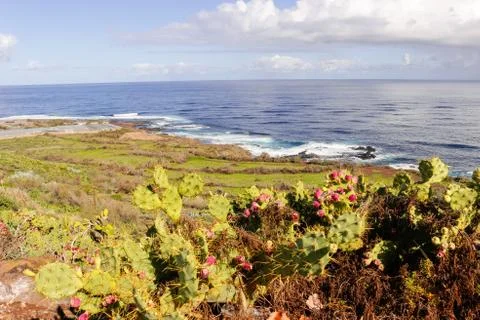 Prickly pear Stock Photos