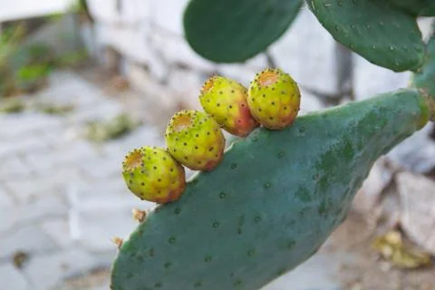 Prickly pear Stock Photos