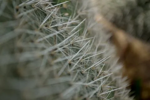 Prickly Pear Stock Photos