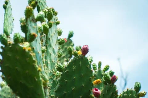 Prickly Pear Stock Photos