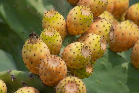 Prickly pear Stock Photos