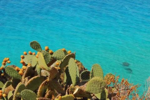 Prickly pear Stock Photos