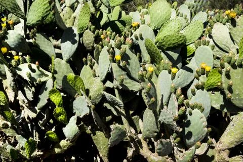 Prickly pear Stock Photos