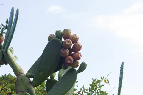 Prickly pear Stock Photos
