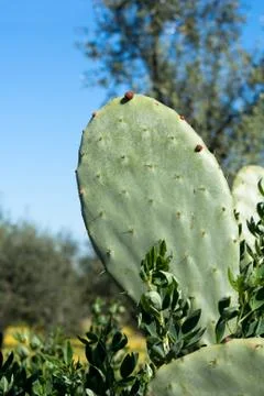 Prickly Pear Stock Photos