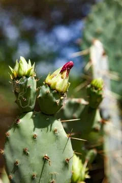 Prickly Pear Stock Photos