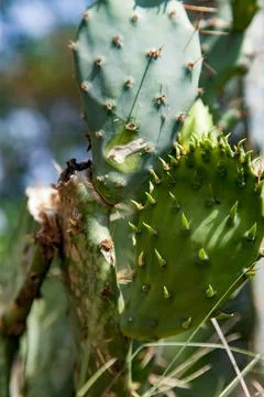 Prickly Pear Stock Photos
