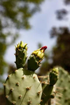 Prickly Pear Stock Photos