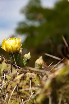 Prickly Pear Stock Photos