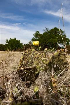 Prickly Pear Stock Photos