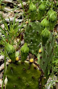 Prickly Pear Stock Photos