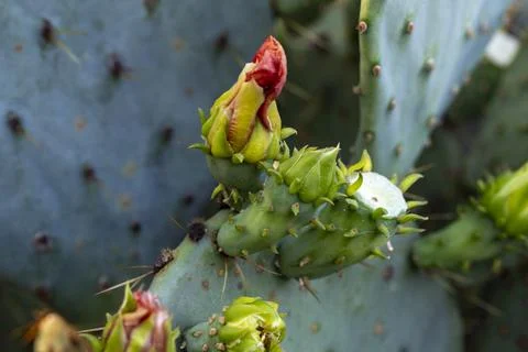 Prickly Pear Stock Photos