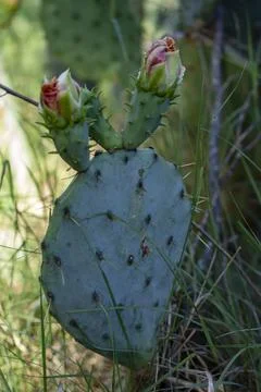 Prickly Pear Foto stock