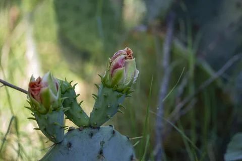 Prickly Pear Stock Photos