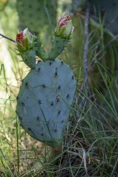 Prickly Pear Stock Photos