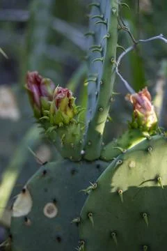 Prickly Pear Foto stock