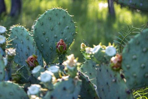 Prickly Pear Stock Photos
