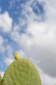 Prickly pear Stock Photos