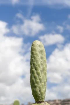 Prickly pear Stock Photos