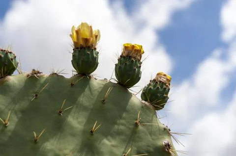 Prickly pear Stock Photos