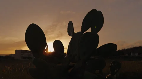 Prickly Pear Plant With Sunset Background Stock Footage 274061789