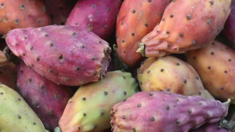 Prickly pear purple fruit close up Stock Footage 256240015