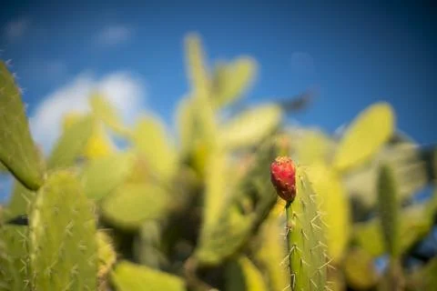 Prickly pear, Spain Stock Photos