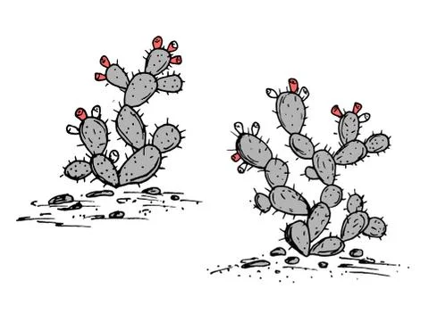 Prickly Pear vector sketch. Prickly pear cactus with ripe fruits. Stock Illustration