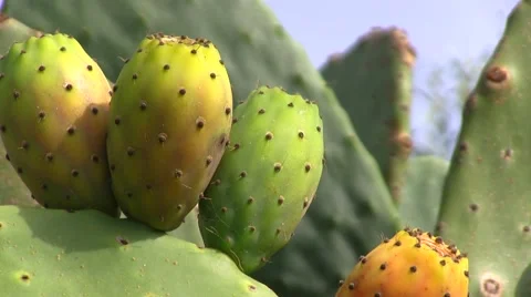 Prickly pears and cactus 库存影片 42387080