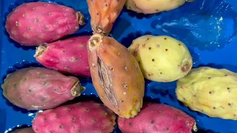 Prickly pears arranged on blue background Stock Footage 283582005