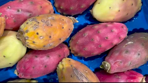 Prickly pears arranged on blue background Stock Footage 283675152