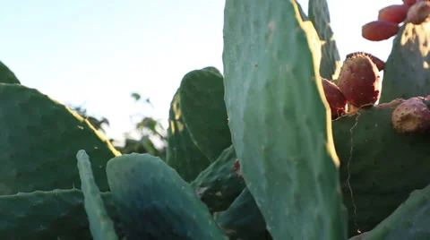 Prickly pears cactus Video stock 31273703