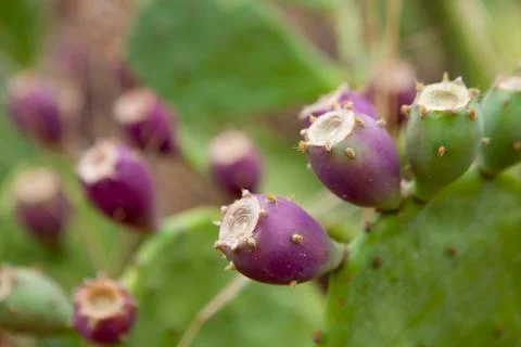 Prickly pears on a cactus Stock Photos