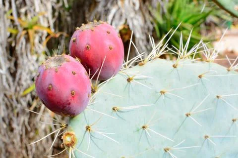 Prickly pears close up Stock Photos