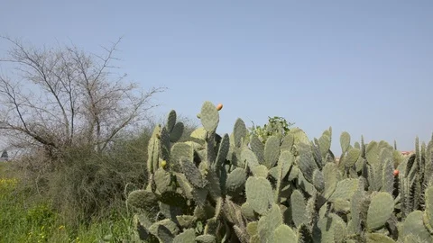 Prickly pears fruit . Prickly pear cactus against blue sky 스톡 동영상 103474982