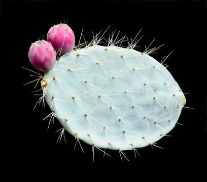 Prickly pears on leaf Stock-Fotos