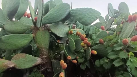 Prickly Pears, Massa, Italy, 2 September 2026 Stock Footage 344433627
