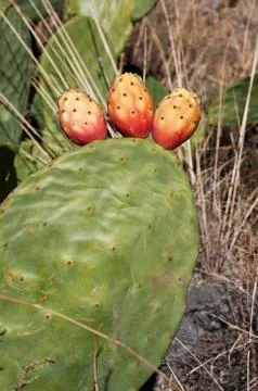 Prickly pears Stock Photos