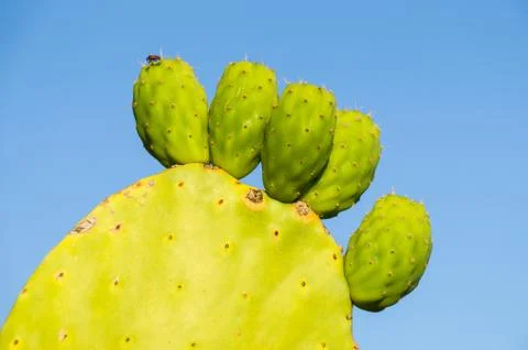 Prickly pears Stock Photos
