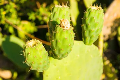 Prickly pears Stock Photos