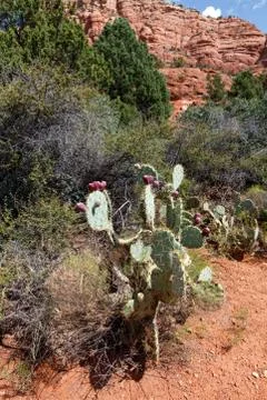 Prickly pears Stockfoto's