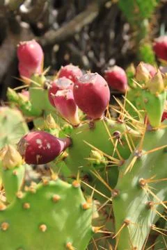 Prickly pears Stock Photos