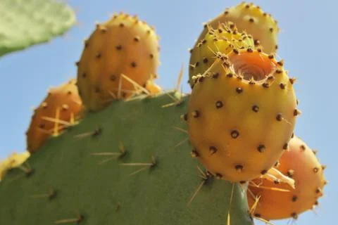 Prickly pears Stock Photos