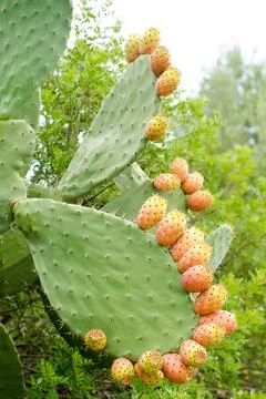 Prickly pears Stock Photos