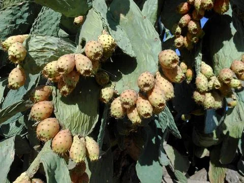 Prickly pears in the prickly pear Stock Photos