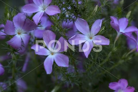 Prickly Phlox Flower Stock Photos